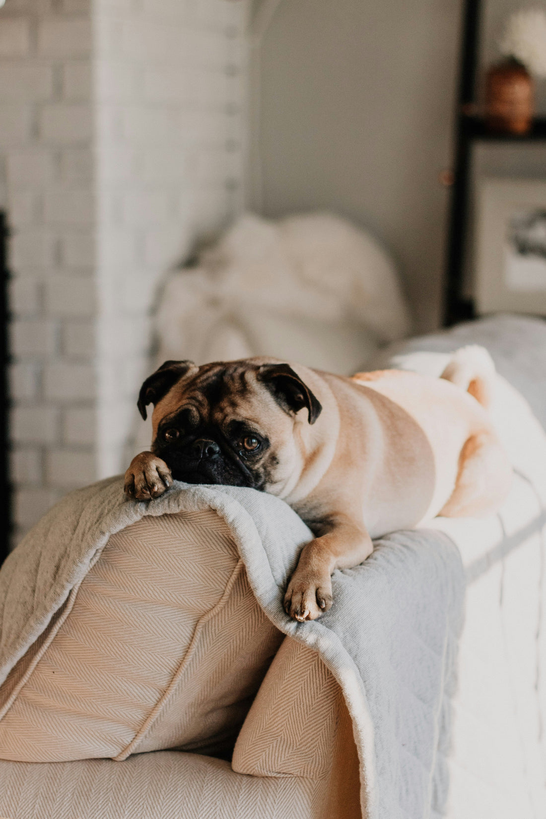 Handy Tips for New Puppy Parents